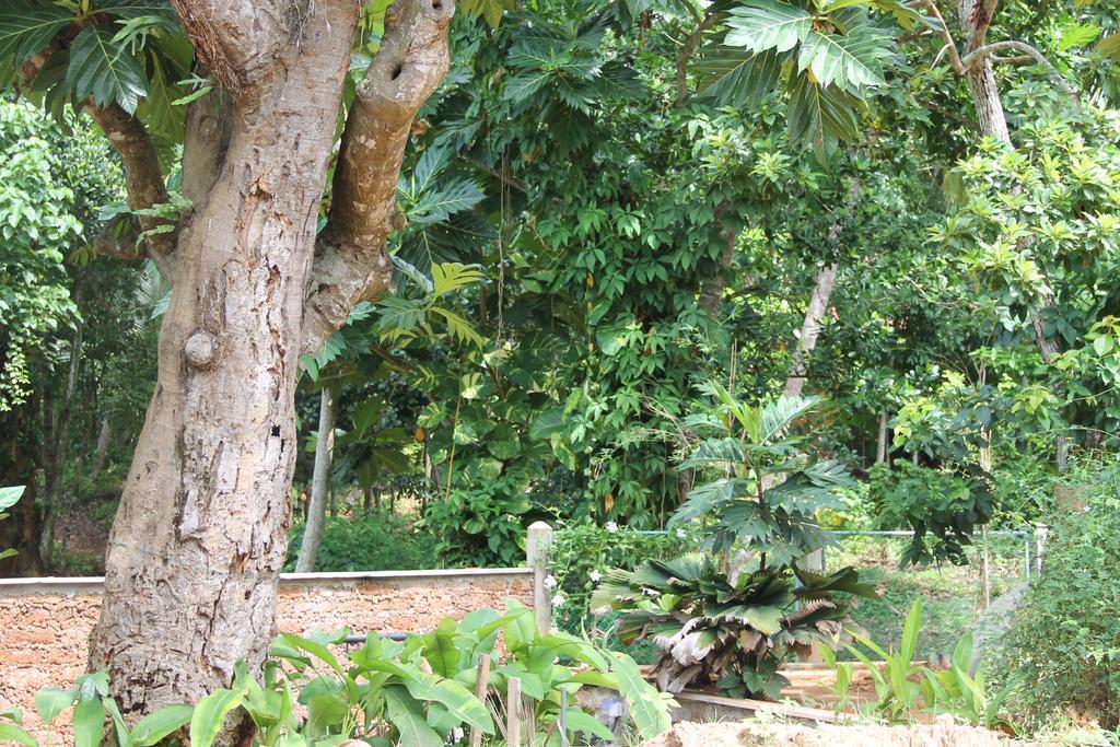 Siriniwasa Luxury Villa With Private Pool Induruwa Exterior foto